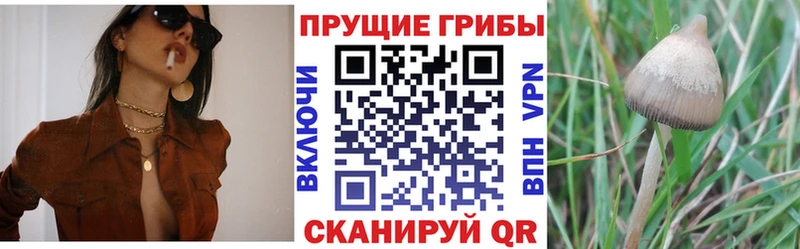 Купить  Харабали  Псилоцибиновые грибы Psilocybine cubensis 